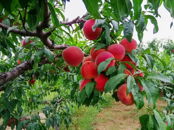 桃园采摘一日游