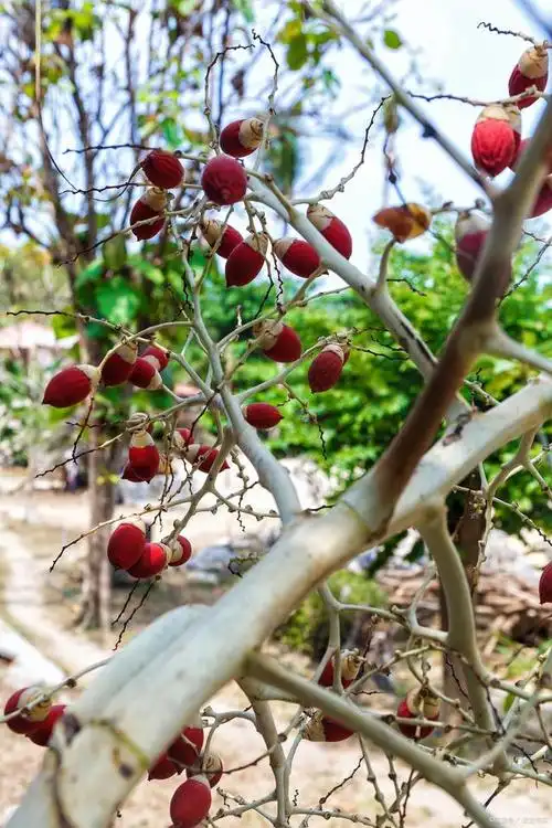 学校门前的山楂树