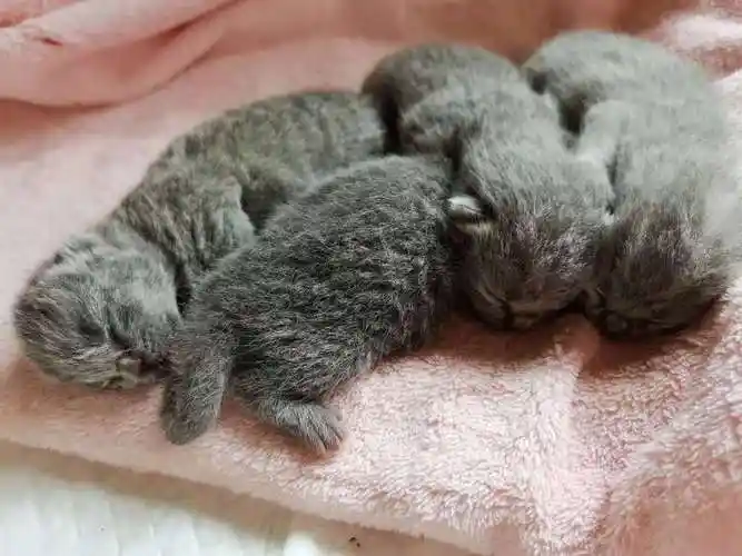 家养蓝猫生宝宝啦