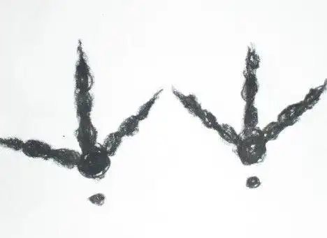 小鸡的脚印的简笔画小鸡简笔画和它的脚印小鸡脚印像竹叶简笔画所有小