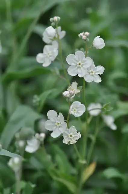 亚麻叶脐果草? - 堆糖,美图壁纸兴趣社区