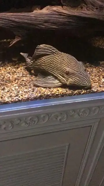 成都本地出条30金线皇冠豹本地自提