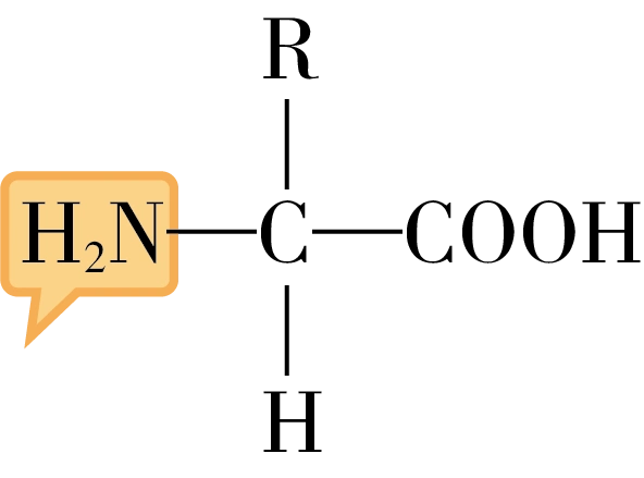 如图为组成蛋白质的氨基酸的结构通式方框内基团的名称是