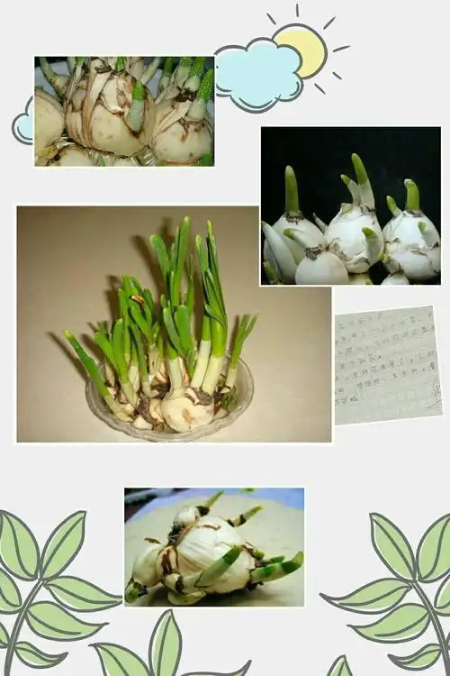 简笔画画画水仙花的生长手抄报党的生日手抄报水仙花生长过程手抄报