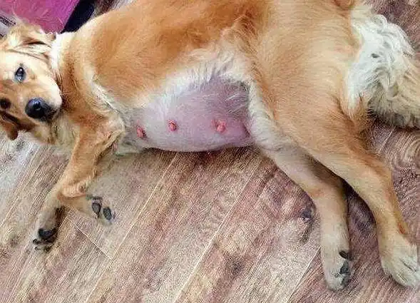 狗狗怀孕的特征和注意事项,你知道吗?