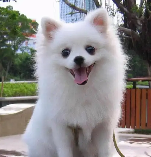 博美犬怎么养,当你决定养一只"博美犬"时(博美犬小狗多少钱一只)