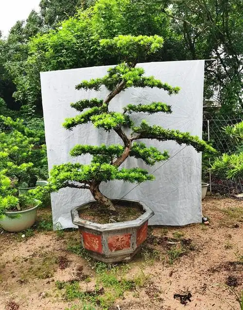 多瑙梦大型罗汉松园艺盆景树桩盆栽植物四季常青绿植庭院台湾金钻迎客