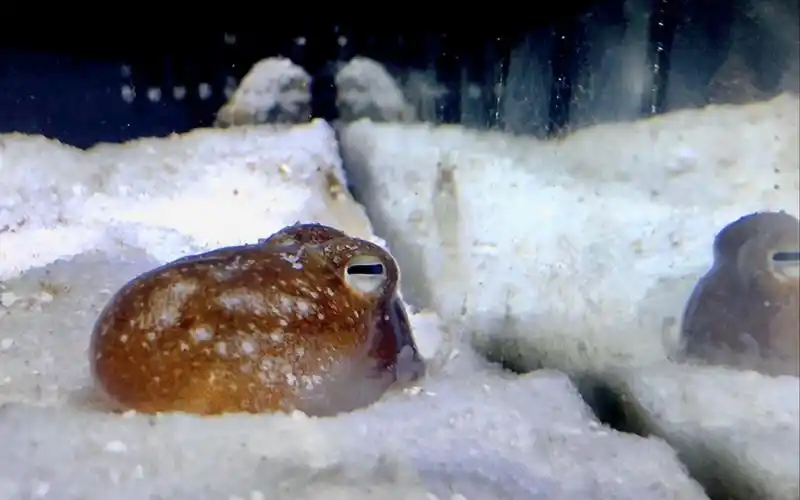 闲来无事看看后耳乌贼挪窝