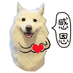 萌宠感恩狗狗得瑟搞笑恶搞gif动图_动态图_表情包下载_soogif