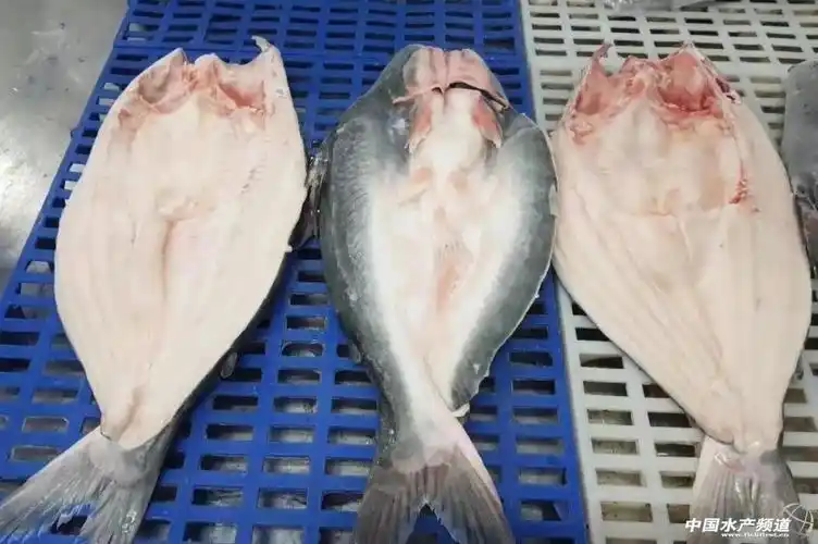 越南巴沙鱼开背