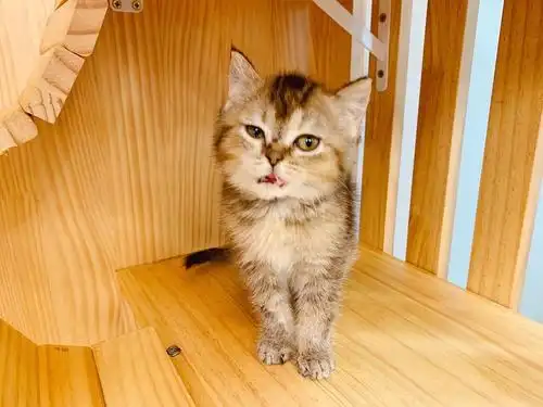 猫舍73深圳迷人金虎斑