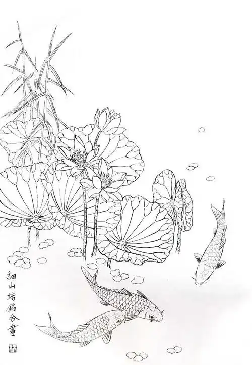 工笔锦鲤白描画稿