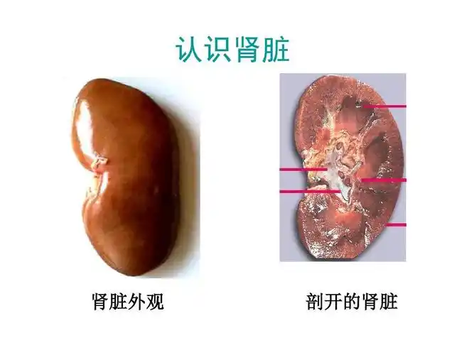 认识肾脏 肾脏外观 剖开的肾脏