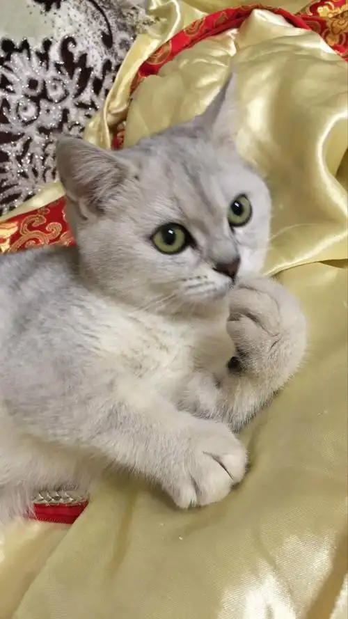 我买了只英短银渐层,请懂行的帮我看看品相及价钱怎么样?