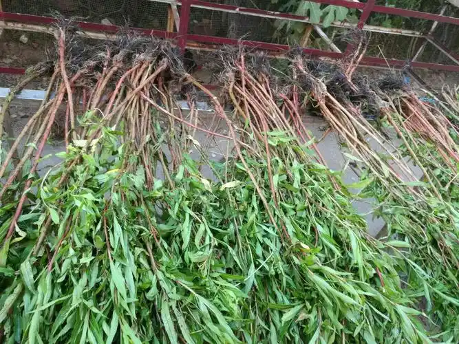 节节草治脑梗有待验证