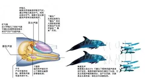 海豚的发声器