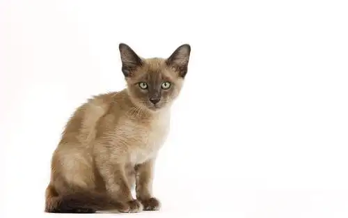 东奇尼猫,你会喜欢吗?