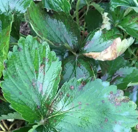 草莓蛇眼褐斑叶枯黑斑病傻傻分不清看这篇就会区分了