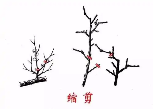 果树修剪入门,这些都不会就真说不过去了!(十一种修剪方式)