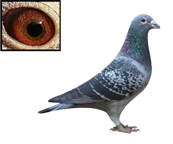 信鸽在线拍卖平台 - 中国信鸽信息网