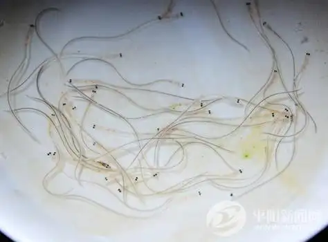 目前正是海上捕捞鳗鱼苗的好时节.