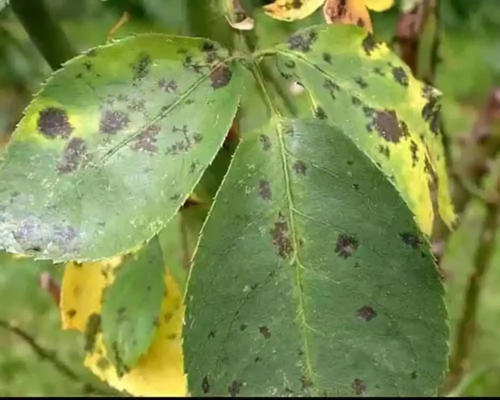 植物常见病害及图片