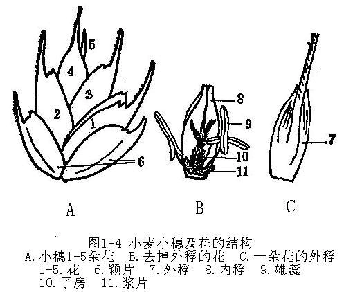 农学 植物胚胎学实验1(花的形态结构解剖观察) 子取下一个小穗解剖