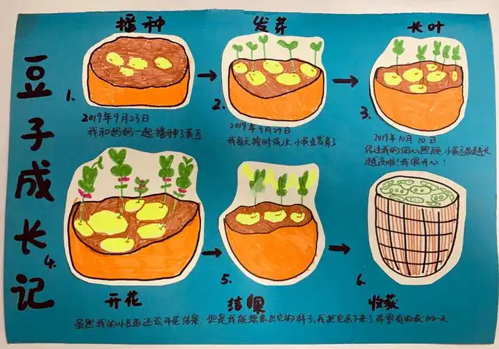 双中实验校附小一年级7班植物成长记录