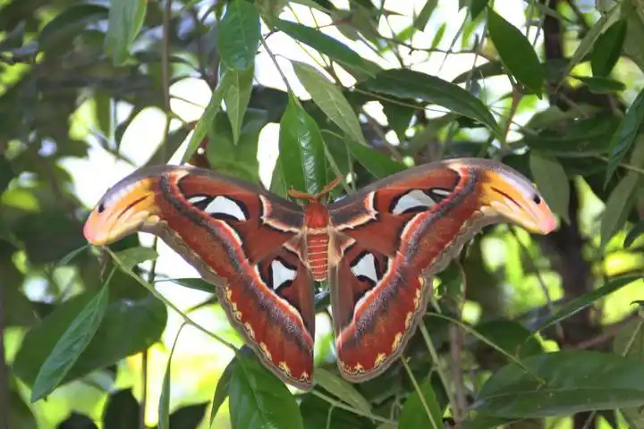 乌桕大蚕蛾的介绍