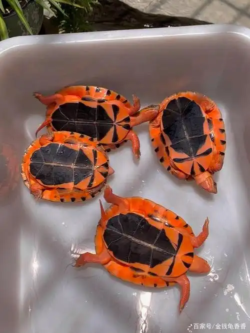 金钱龟海南大黄头和越南金钱如何区分的呢?