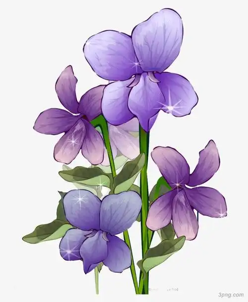 手绘紫罗兰png素材透明免抠图片-卡通手绘