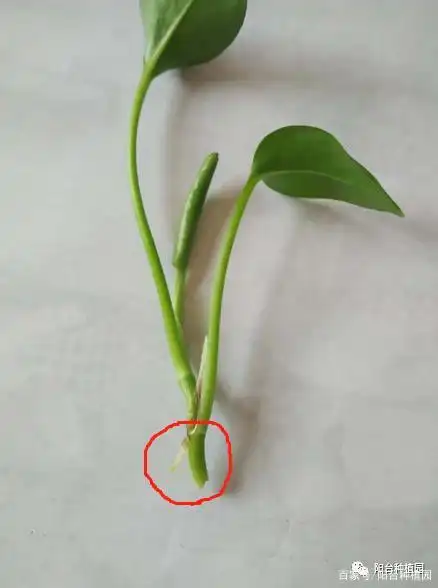 绿萝扦插,方法很多,这么做最快出根,耐心看完!