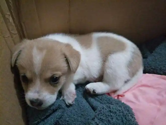 大家帮看下这是个什么品种的串串狗咧?感觉它像好几种,比格?巴吉度?