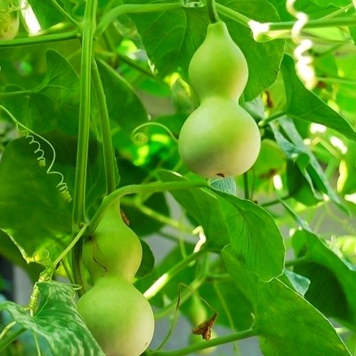 宝葫芦种子 盆栽种 春夏秋栽培 观赏 小葫芦种子易种 葫芦籽种子