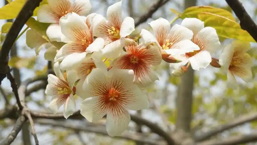 油桐│四月花开,五月飘雪,九月榨油