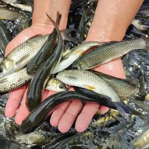 [草鱼苗批发]草鱼苗 已打疫苗 产地直销 快大好养价格1元/尾 - 惠农网