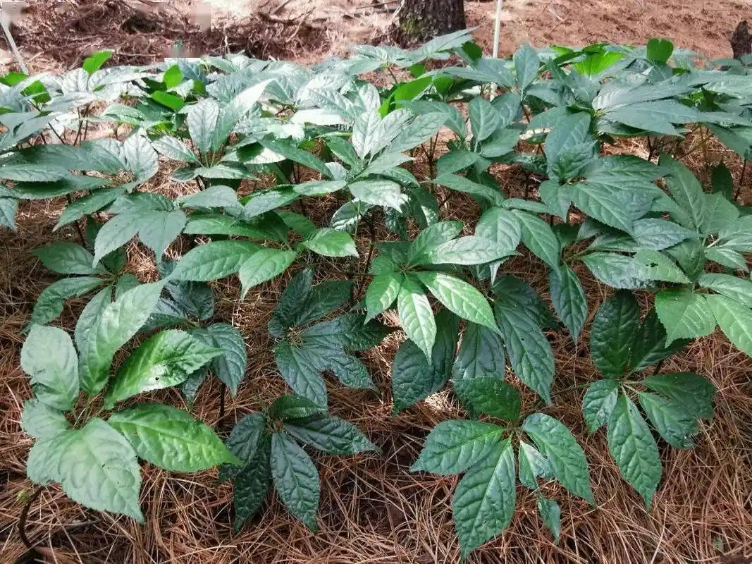 6,三七和田七你好三七又叫田七,是一样的药材主产于云南文山州各县