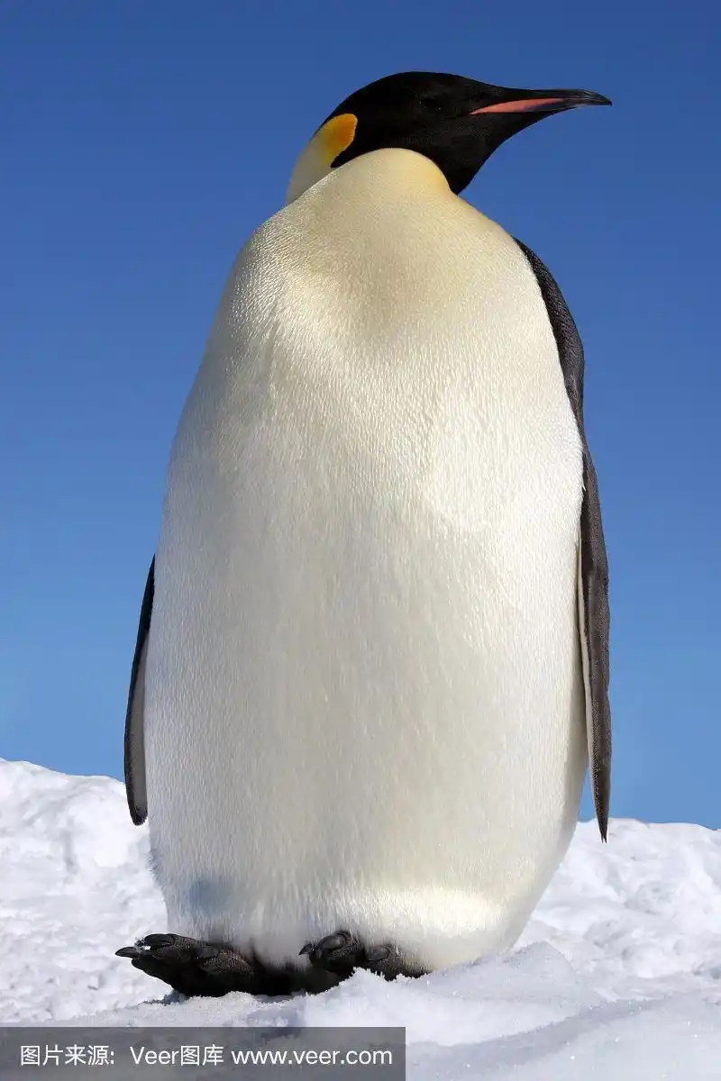 帝企鹅