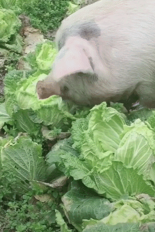 表情包在吗看看内脏