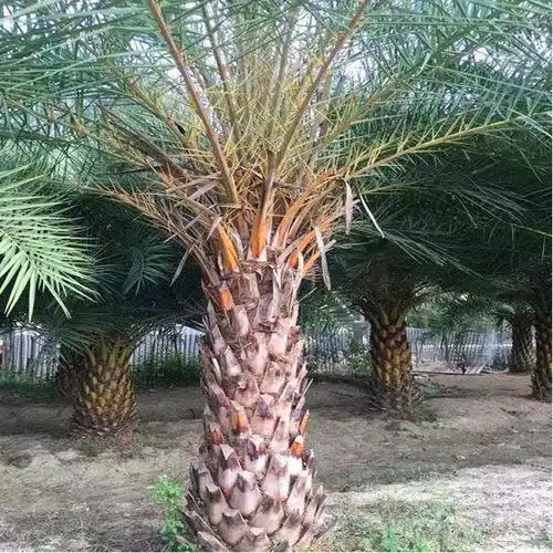 河南大王椰子哪家价格便宜欢迎咨询