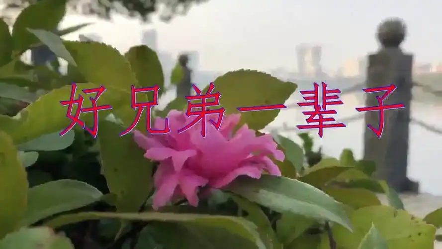 好歌分享,《好兄弟一辈子》,太催泪了,越听越醉!