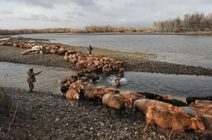 景深丨千年牧道:新疆布尔津县哈萨克牧民冬季转场纪实_职业_羊群_煤气