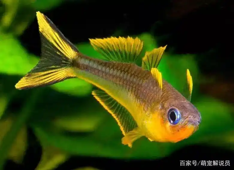 精致美观的四种灯鱼,热门款,都爱看