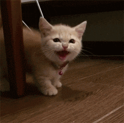 有没有这只猫的表情包