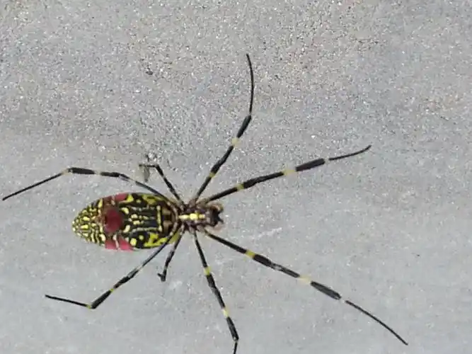 这是什么蜘蛛.有毒吗 ,如图.它的头是朝下的