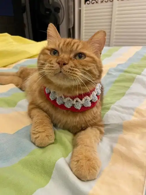 你见过美短红虎斑吗