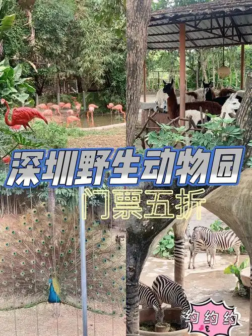快约深圳野生动物园1111元抢单人票周末遛