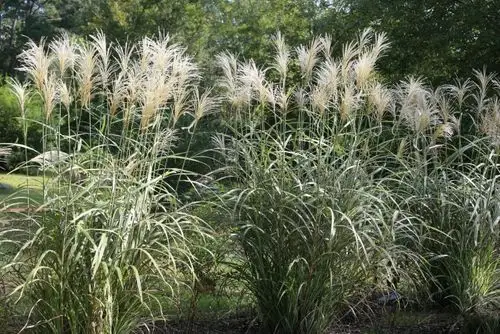 silver grass with fronds