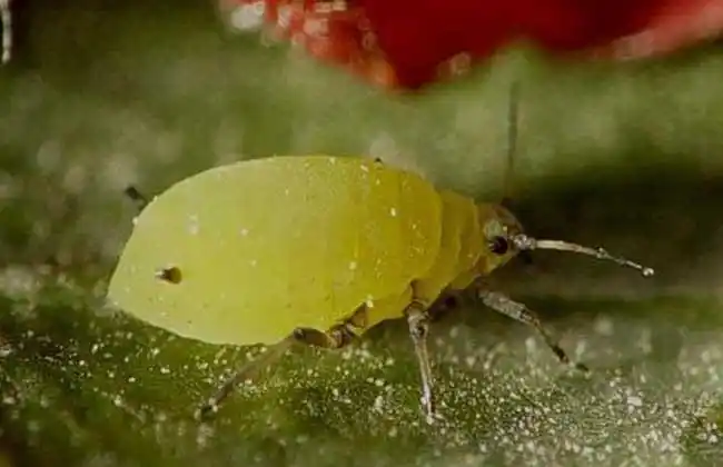 花卉果蔬常见蚜虫的防治方法和蚜虫的种类及图片原色图谱 - 运河边