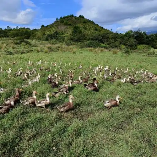 [麻鸭批发]放养跑田鸭价格9元/斤 - 惠农网
